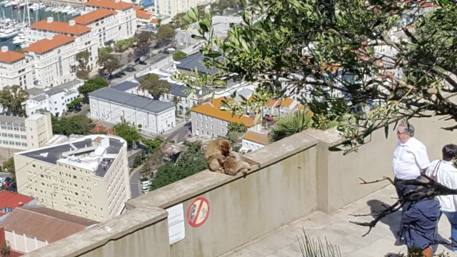 272 gibraltar affen